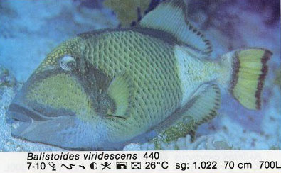 Balistoides viridescens
